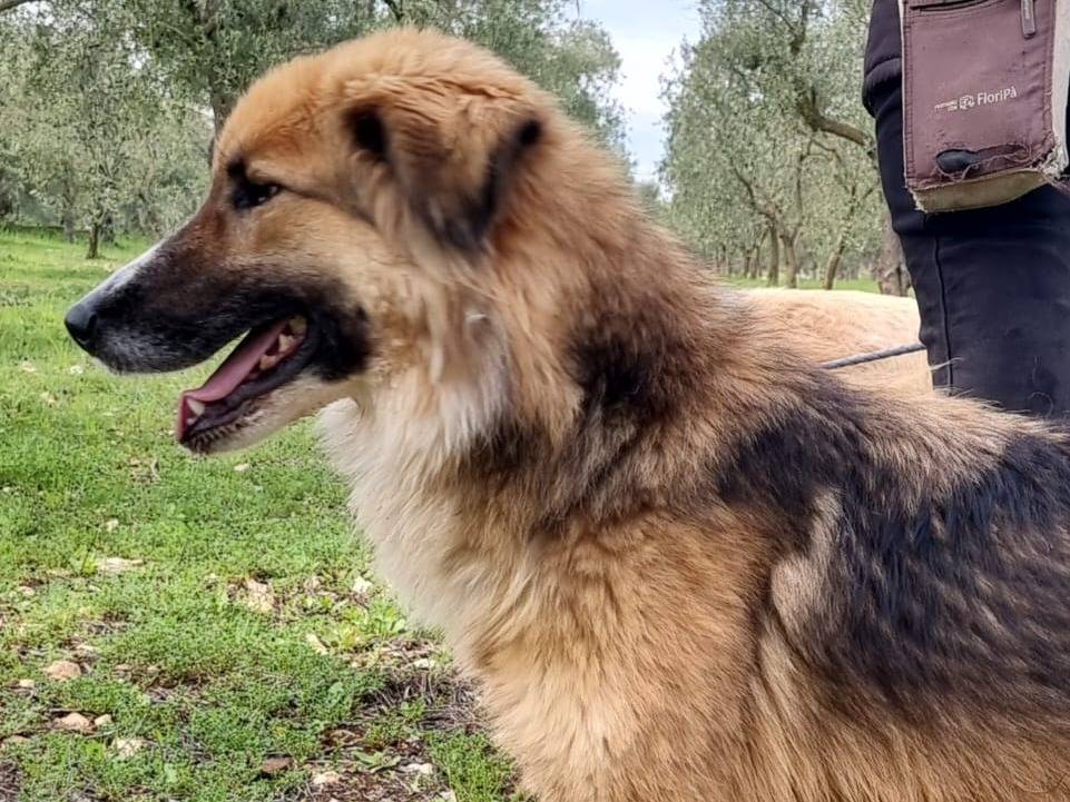 Foto 3 dell'animale