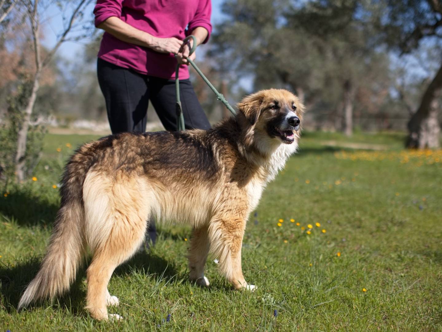 Vuoi adottare un cane a Bari?