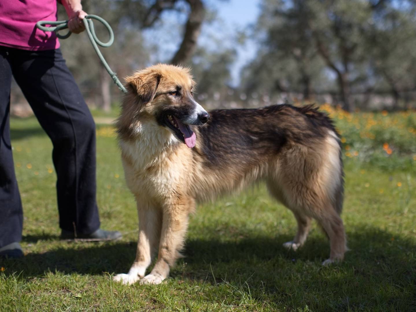 Adotta il cane Revenge a Bari
