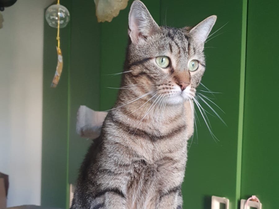 Adotta un gatto, maschio, 2 anni , Lecco