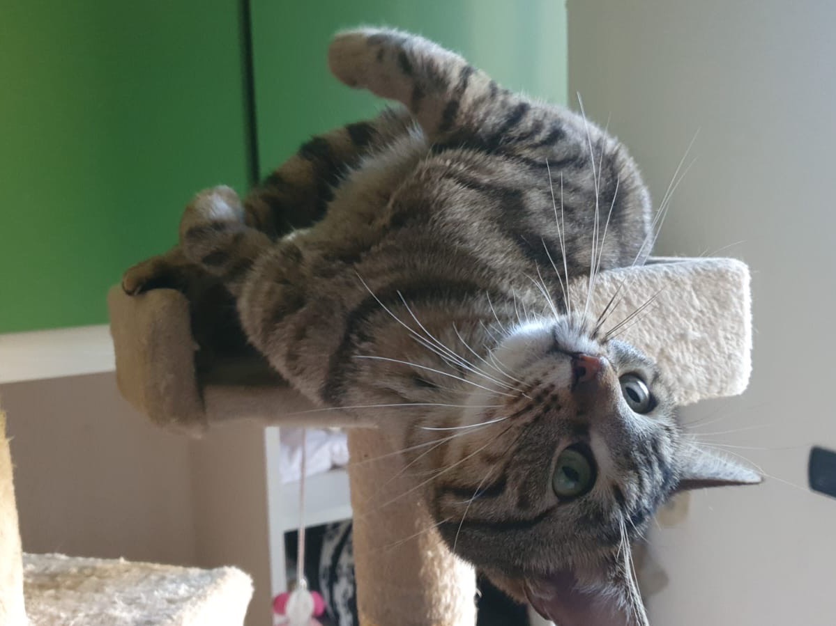 Adotta un gatto, taglia non valida, maschio, Lecco