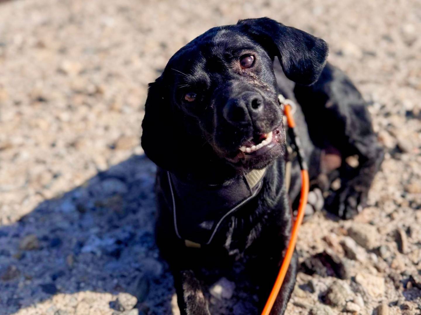 Adozione cane, femmina, Razza sconosciuta Razza sconosciuta, 1 anno e 6 mesi , taglia media contenuta, Crotone