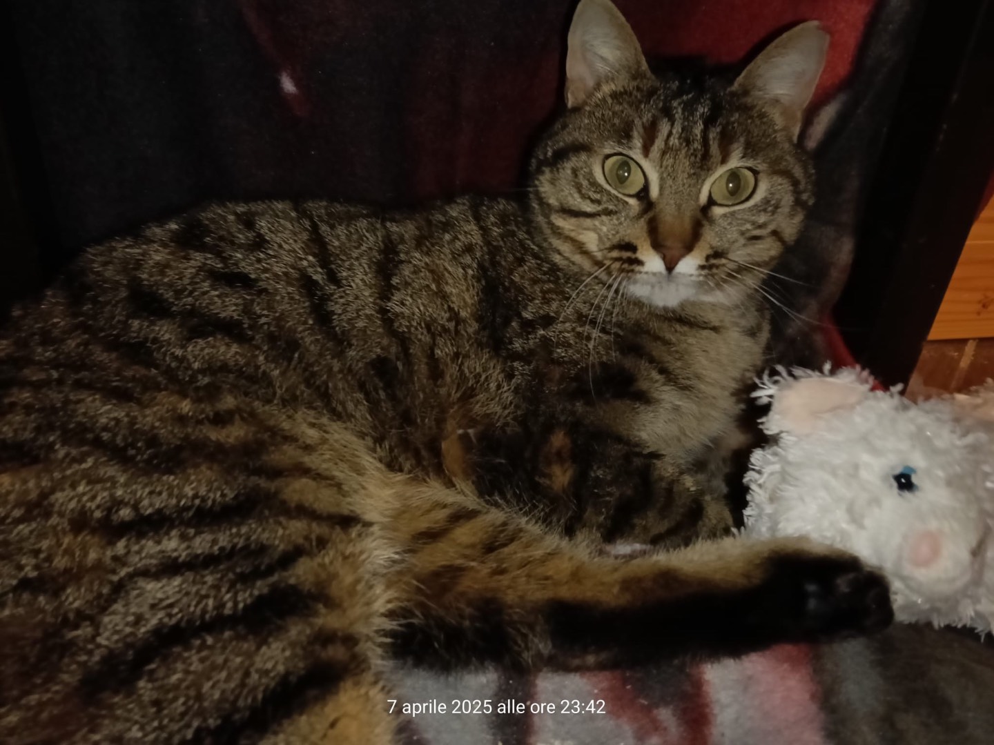Adotta un gatto, femmina, 3 anni , Lecco