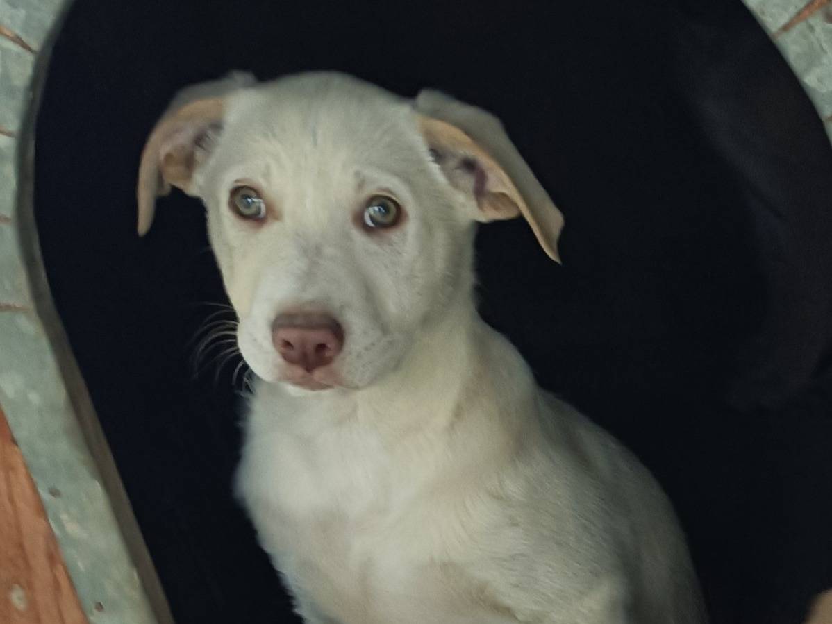 Adotta un cane, maschio, 4 mesi, Como