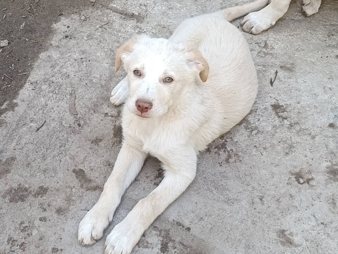 Adotta un cane, femmina, 4 mesi, Como