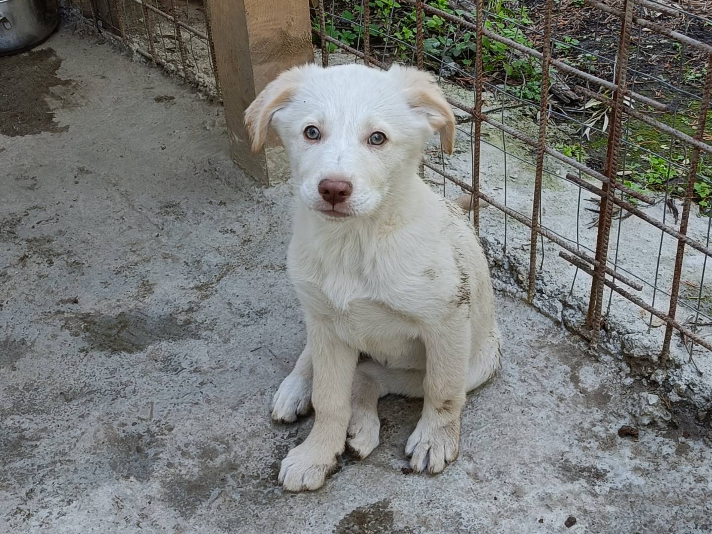 Adotta un cane, taglia media, femmina, Como