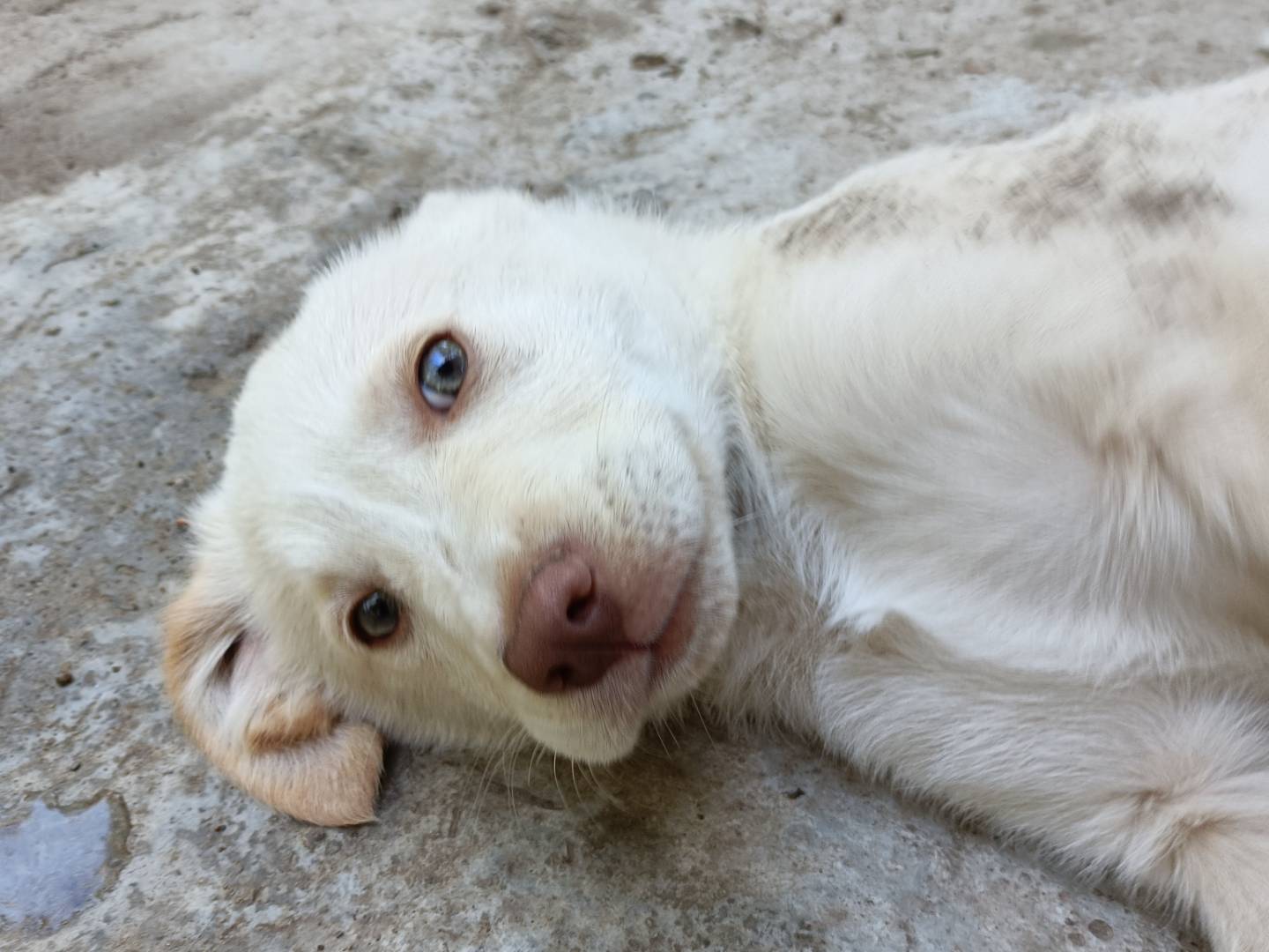Vuoi adottare un cane a Como?