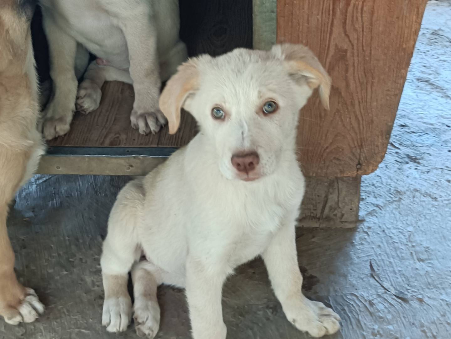 Adotta il cane Karol a Como