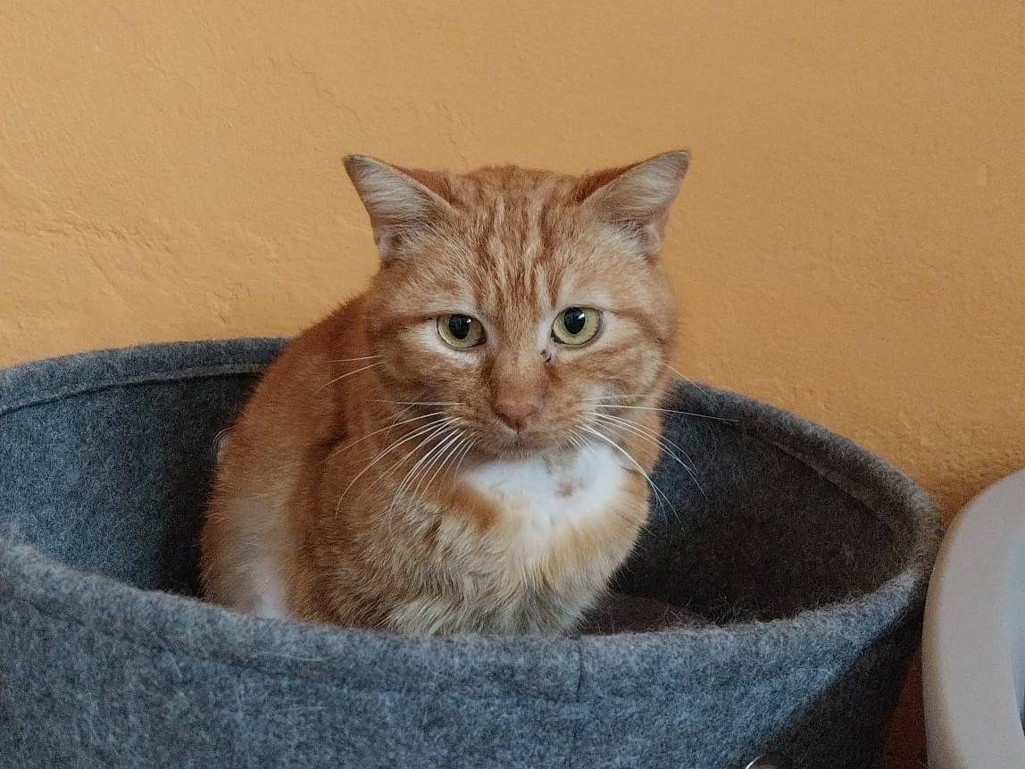 Foto dell'animale