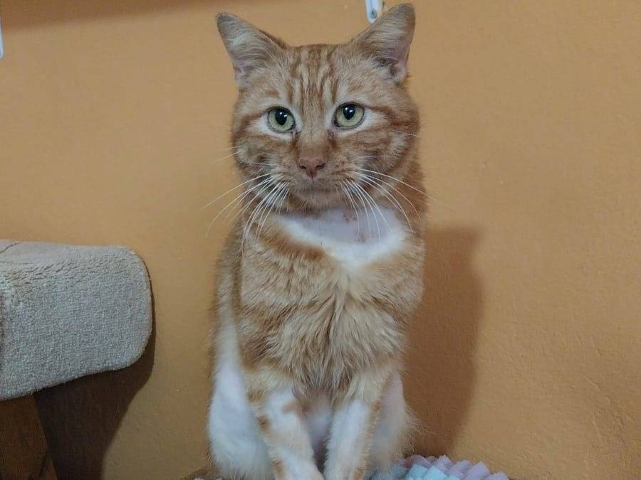Adotta un gatto, maschio, 1 anno e 2 mesi , Viterbo