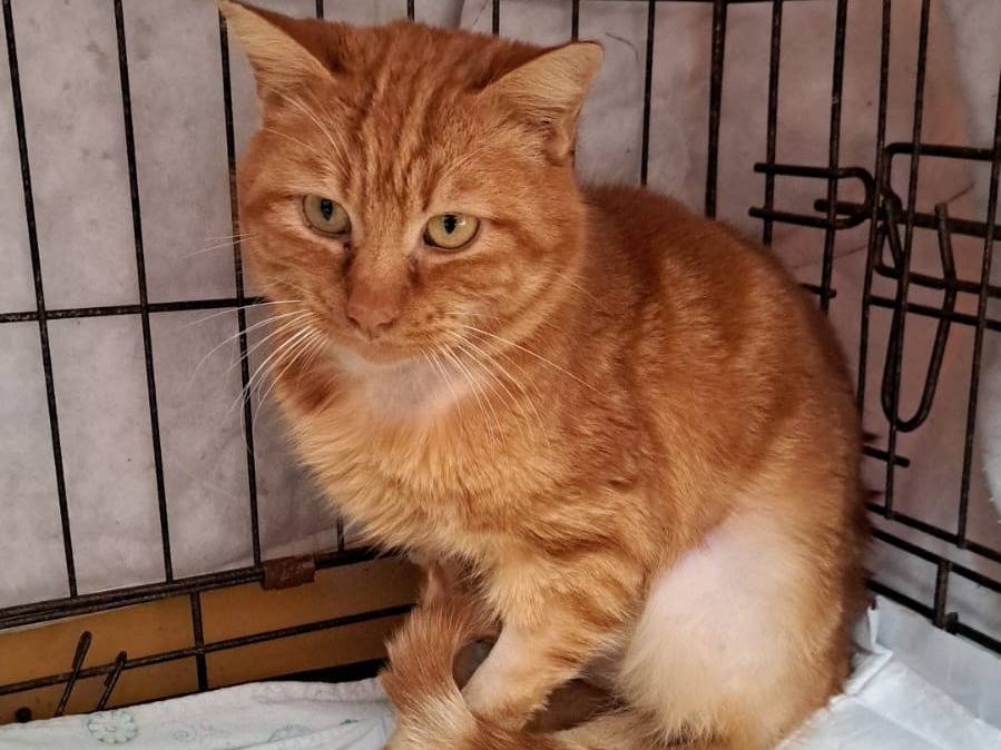 Adotta un gatto, taglia non valida, maschio, Viterbo