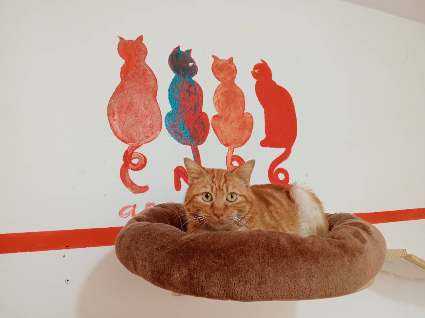 Vuoi adottare un gatto a Viterbo?