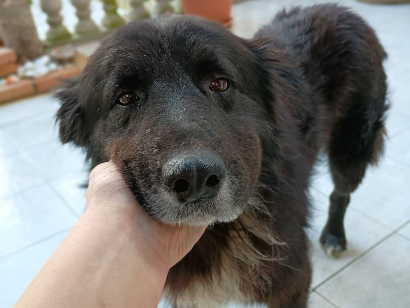 Foto dell'animale
