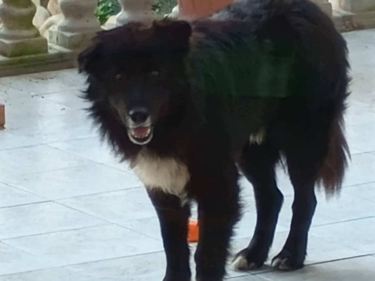 Adotta un cane, maschio, 10 anni  e 3 mesi , Vibo