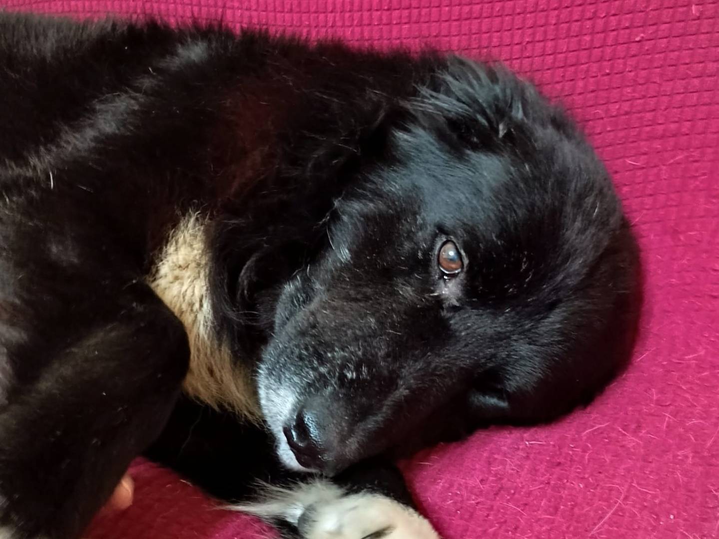 Adotta un cane, taglia media, maschio, Vibo