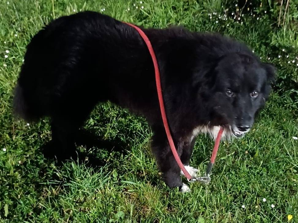 Vuoi adottare un cane a Vibo?
