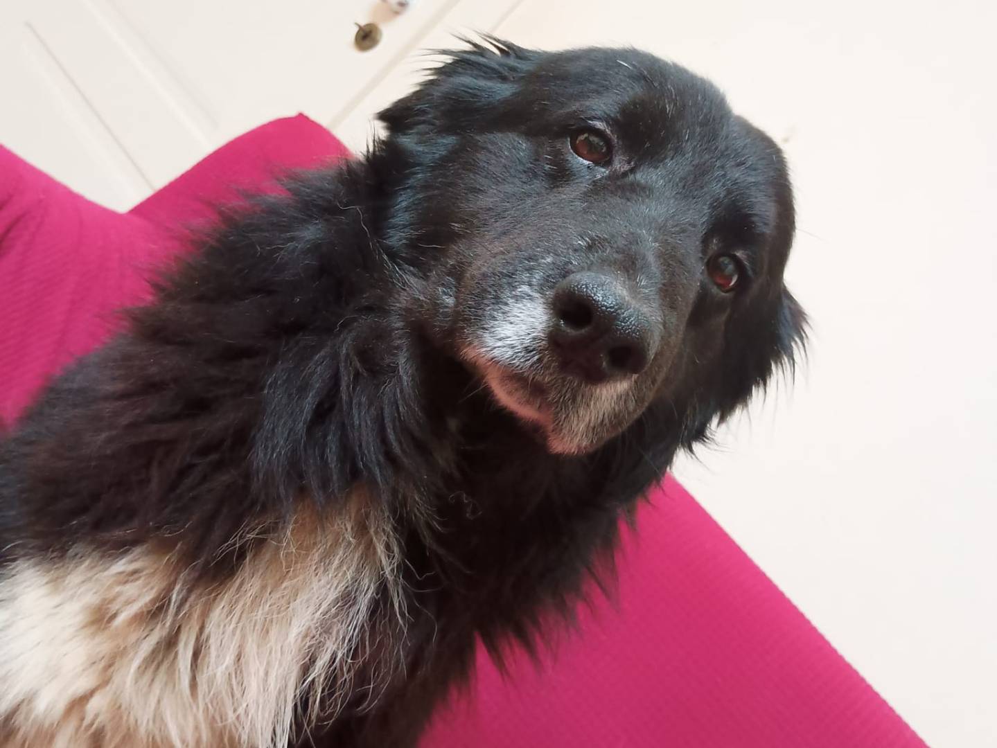 Adotta il cane Nerone a Vibo