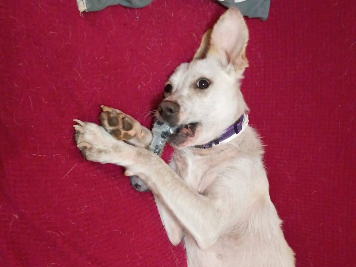 Adotta un cane, maschio, 1 anno, Vibo