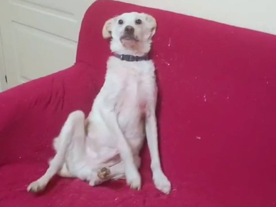 Adotta un cane, taglia media contenuta, maschio, Vibo