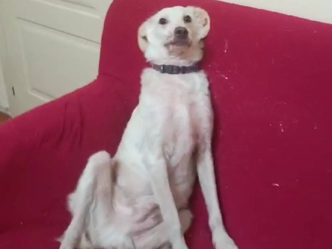 Vuoi adottare un cane a Vibo?
