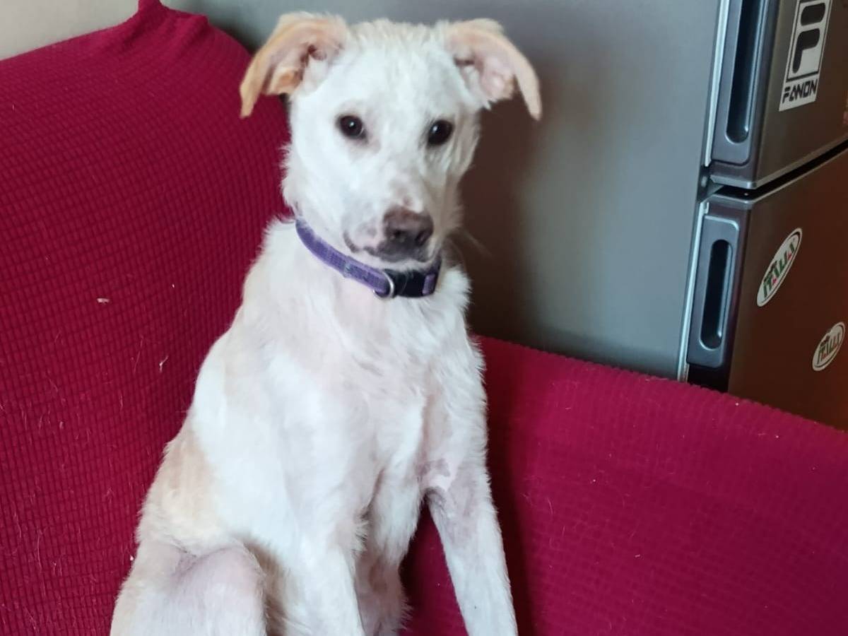 Adotta il cane Flyt a Vibo