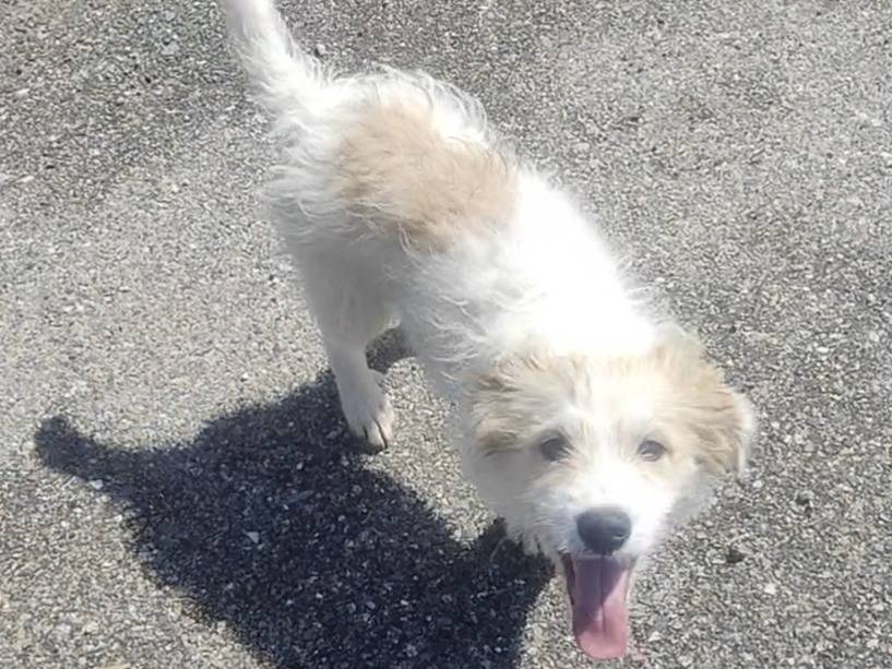 Adotta il cane Balu a Vibo