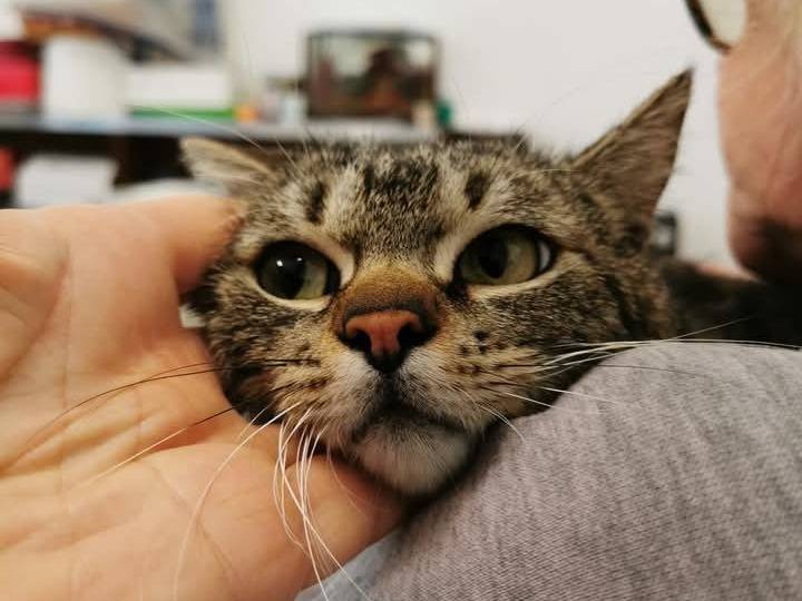 Foto dell'animale