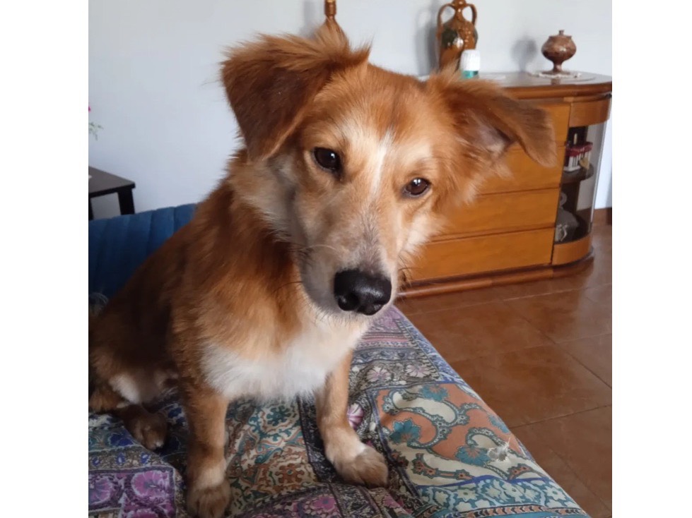 Adozione cane, maschio, Razza sconosciuta Razza sconosciuta, 2 anni e 5 mesi, taglia piccola, Milano