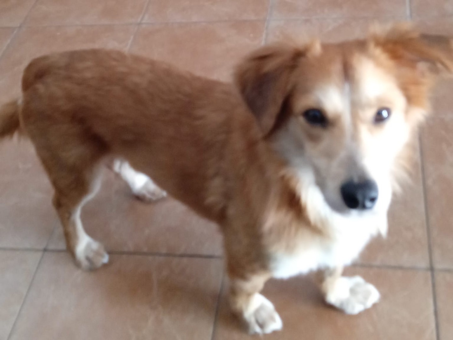 Adotta un cane, taglia piccola, maschio, Milano