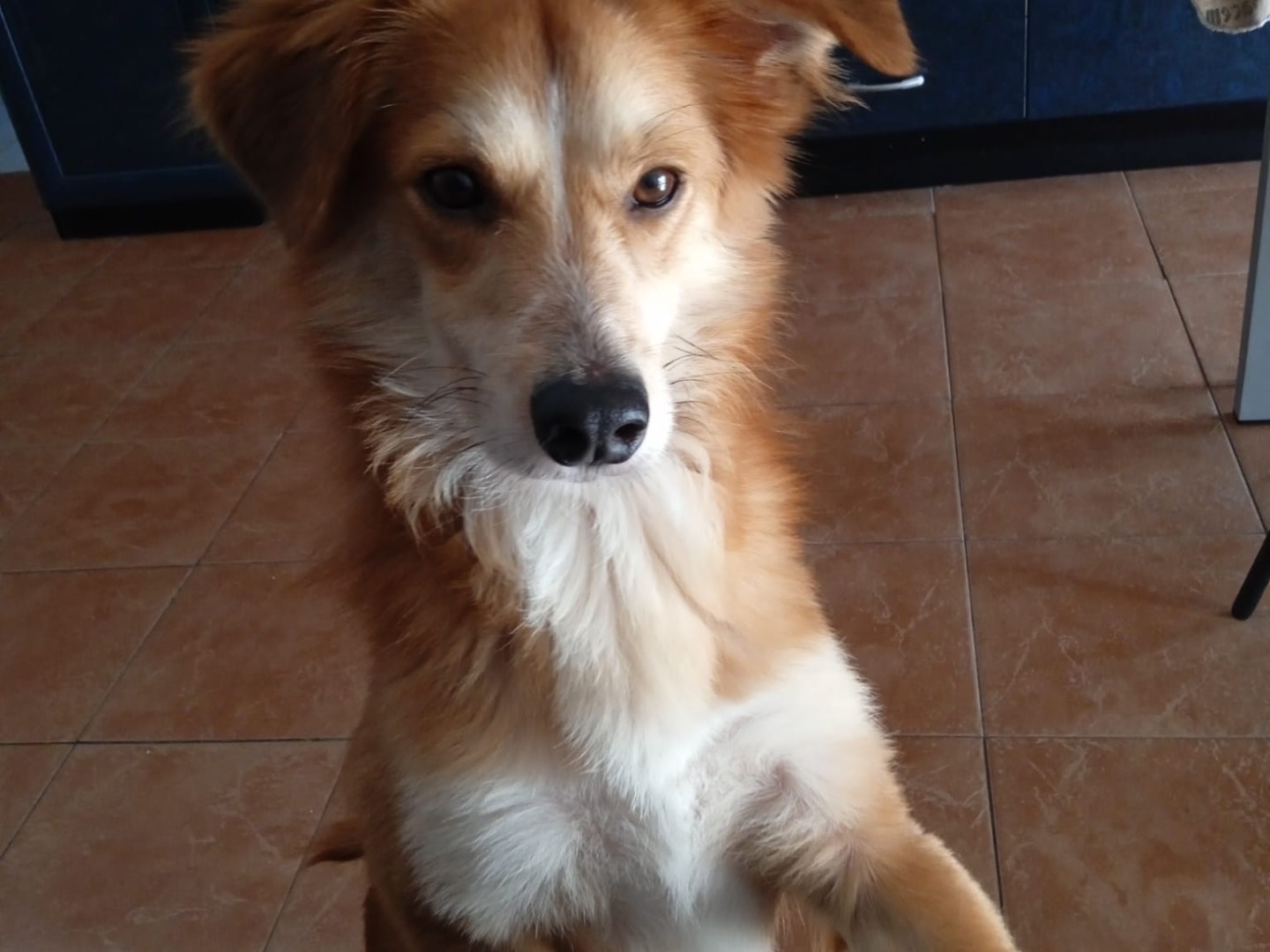 Vuoi adottare un cane a Milano?