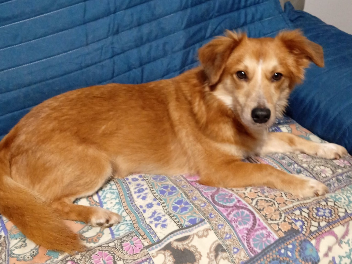 Adotta il cane Goku  a Milano