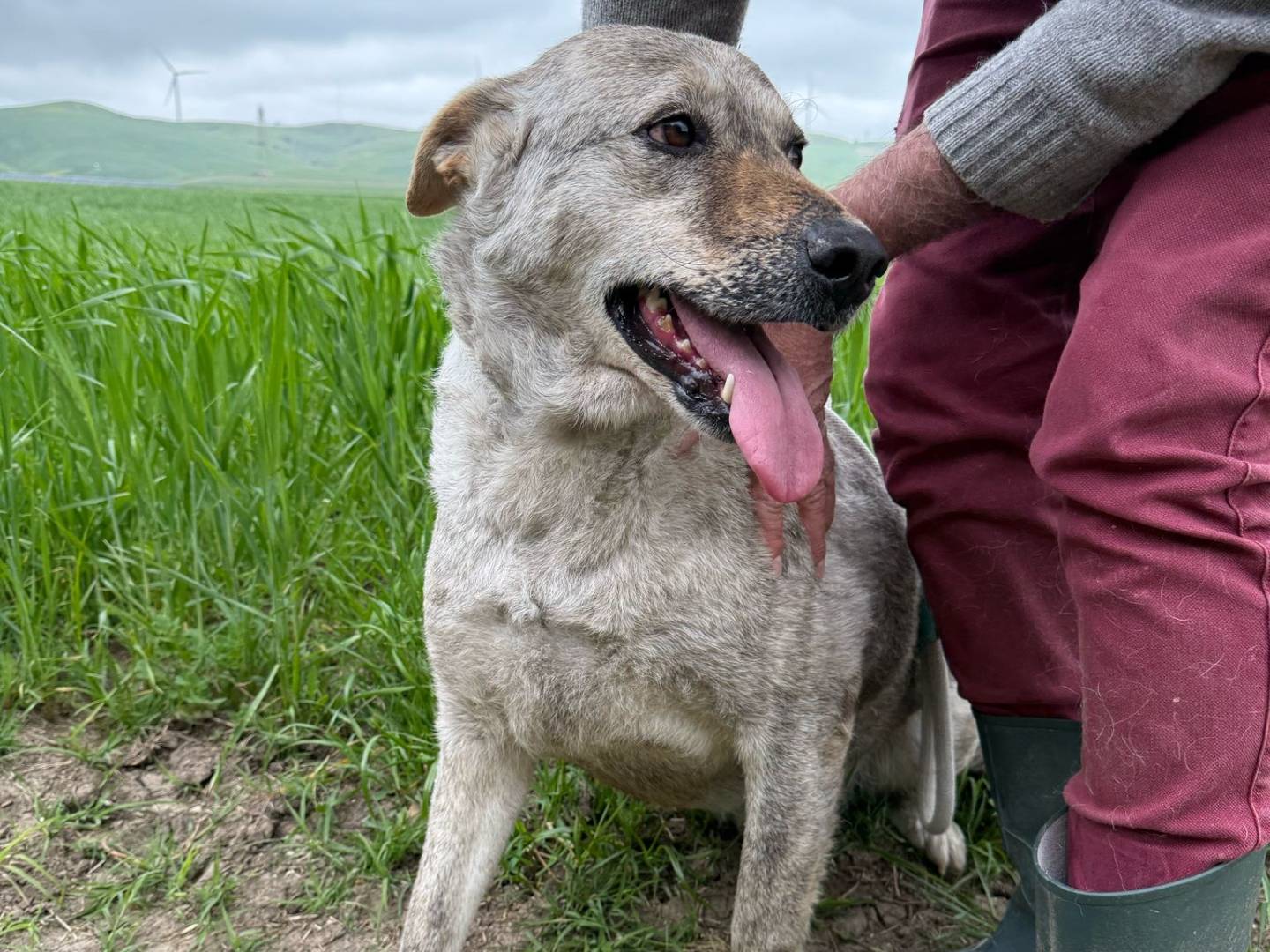 Vuoi adottare un cane a Matera?