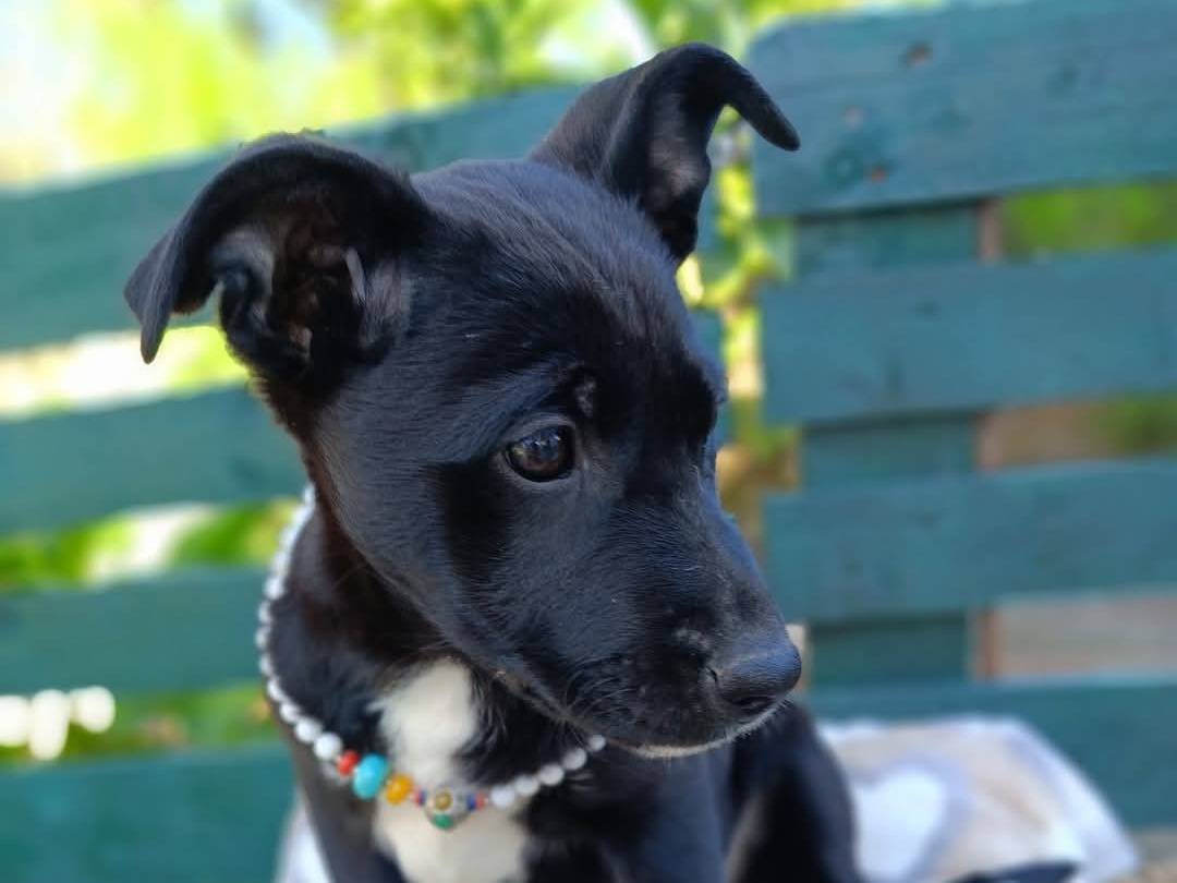 Adozione cane, femmina, Razza sconosciuta Razza sconosciuta, 0 mesi, taglia media, Siracusa