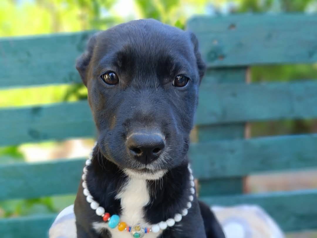 Adotta un cane, femmina, 0 mesi, Siracusa