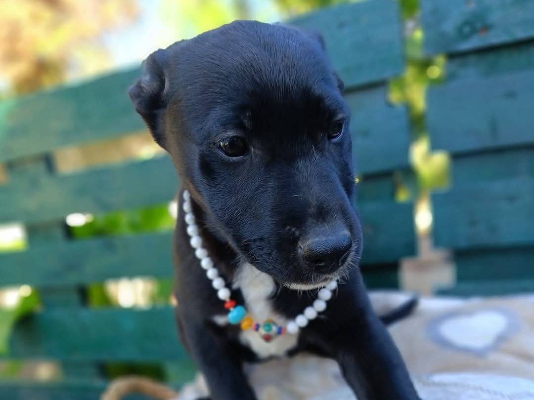 Adotta un cane, taglia media, femmina, Siracusa