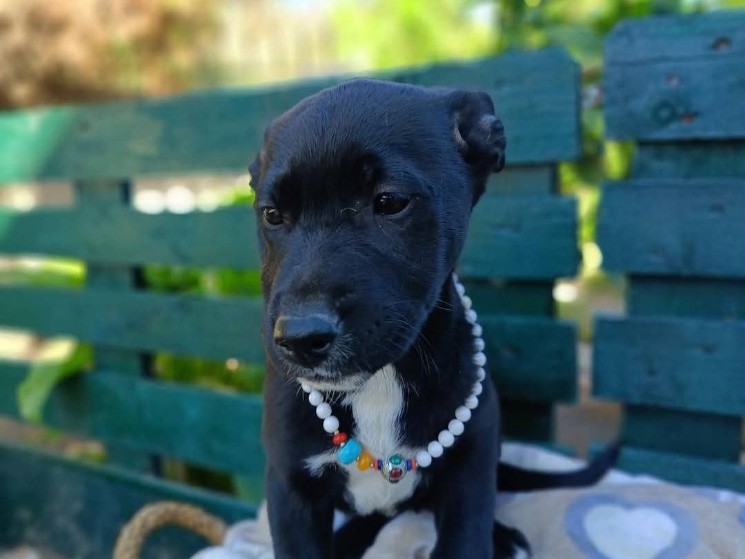 Vuoi adottare un cane a Siracusa?