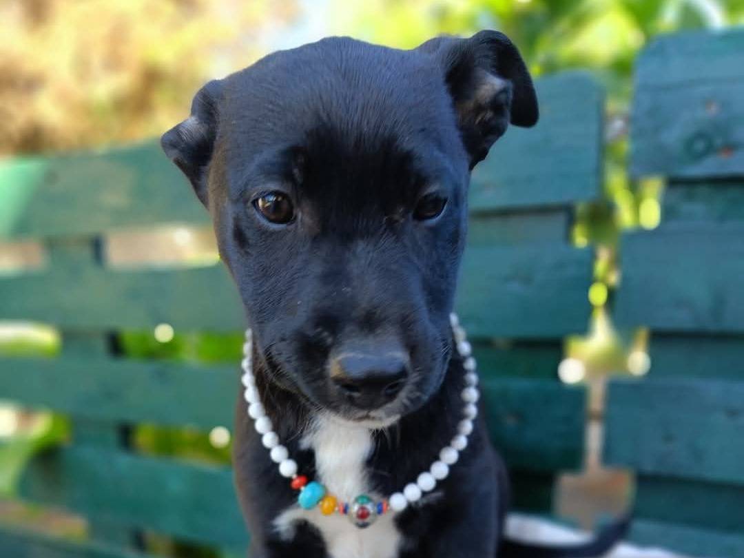 Adotta il cane ZIVA a Siracusa