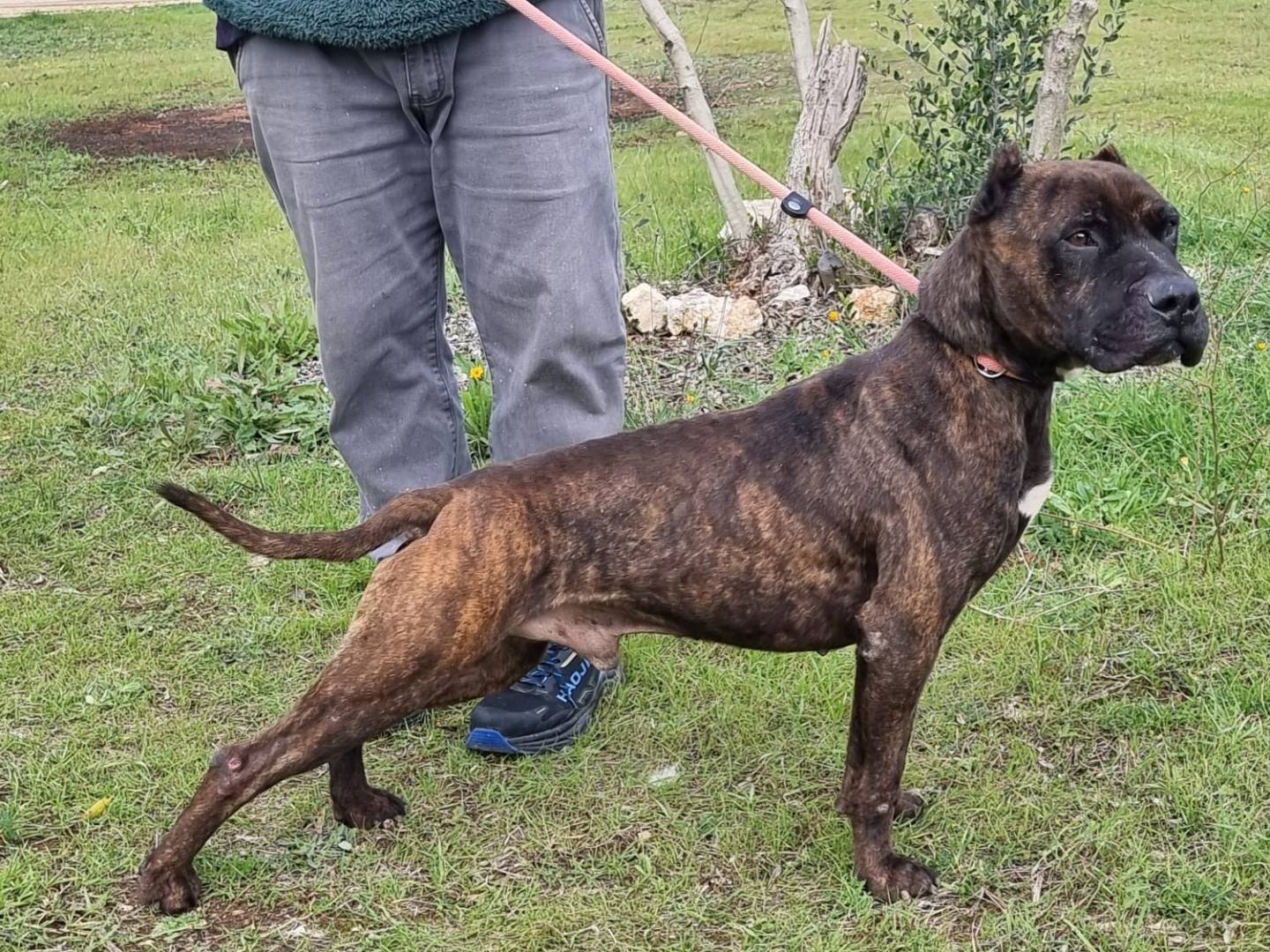 Adotta un cane, taglia grande, maschio, Bari