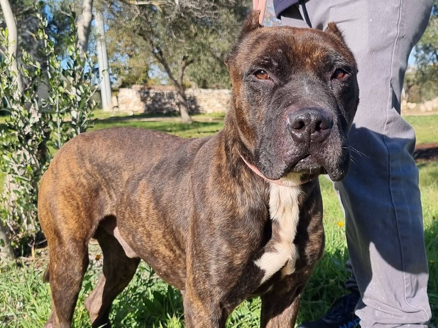 Vuoi adottare un cane a Bari?