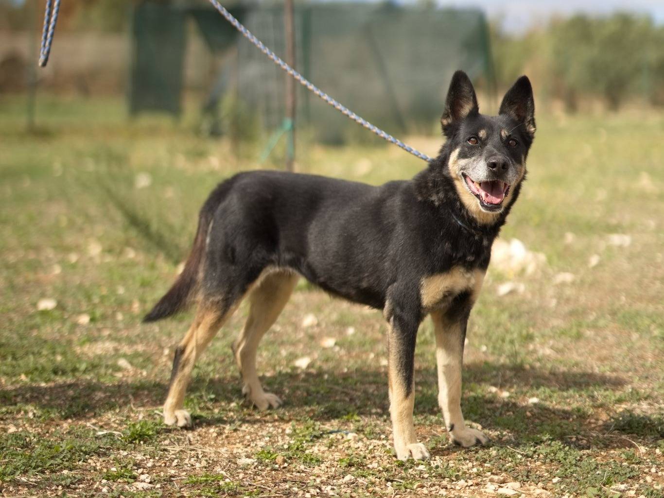Adotta un cane, taglia media, femmina, Bari