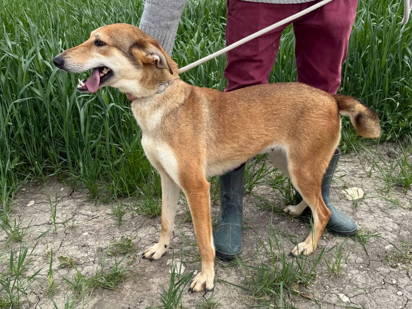 Adotta un cane, taglia media, femmina, Matera