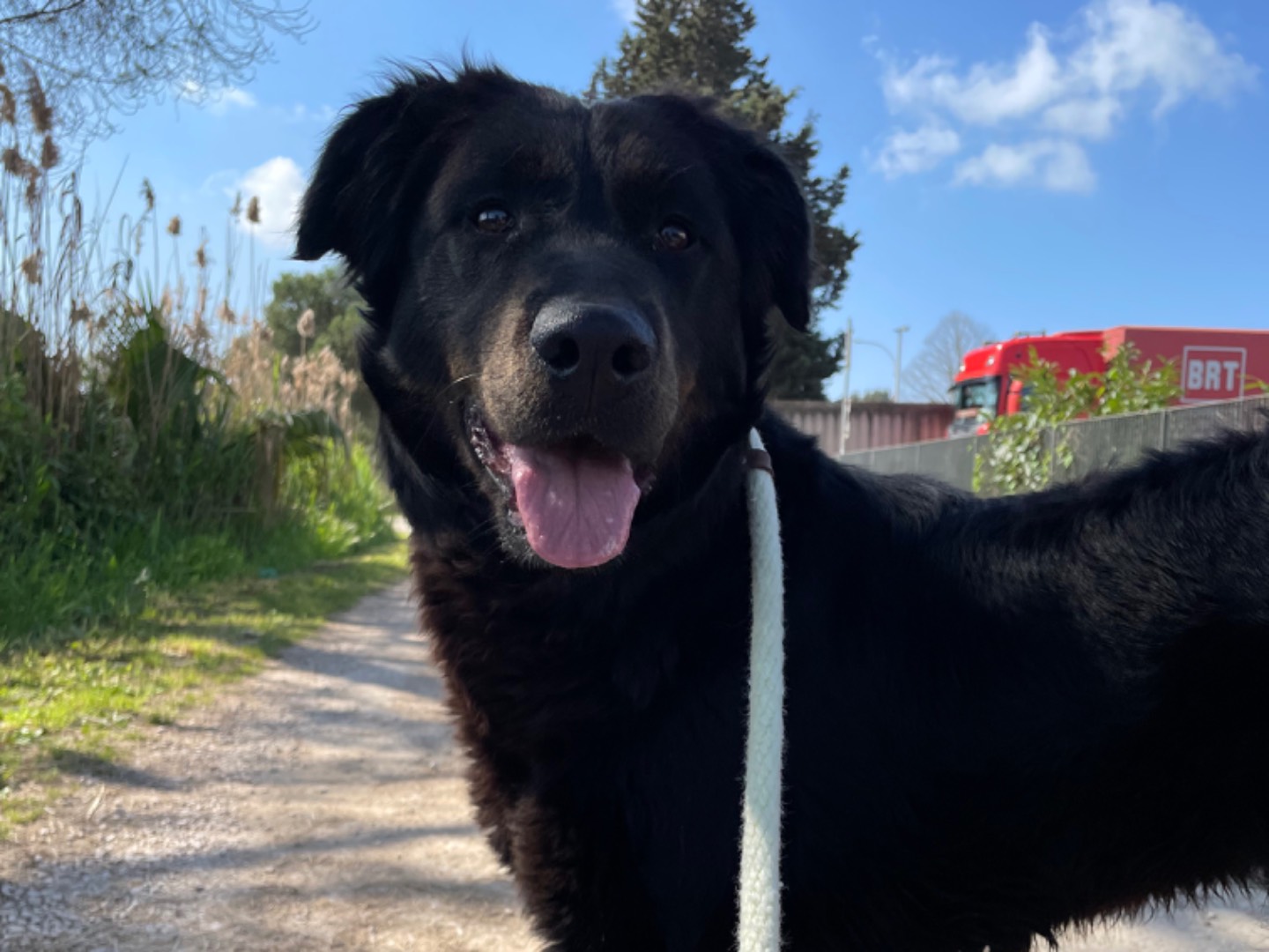 Adotta un cane, femmina, 10 mesi, Latina