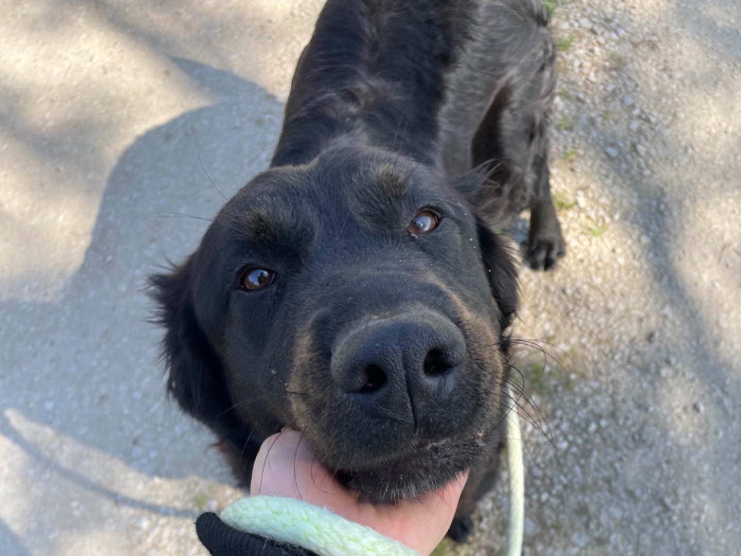 Adotta un cane, taglia media, femmina, Latina