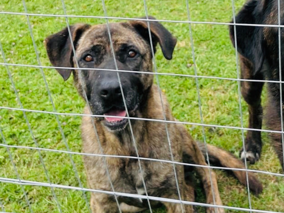 Adotta un cane, femmina, 2 anni  e 1 mese, Roma
