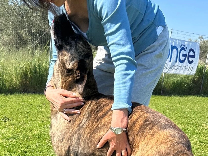 Vuoi adottare un cane a Roma?