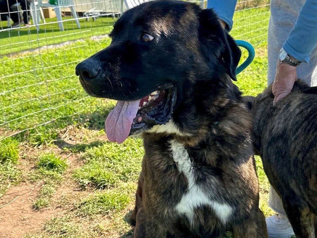 Adotta un cane, maschio, 2 anni  e 5 mesi , Roma