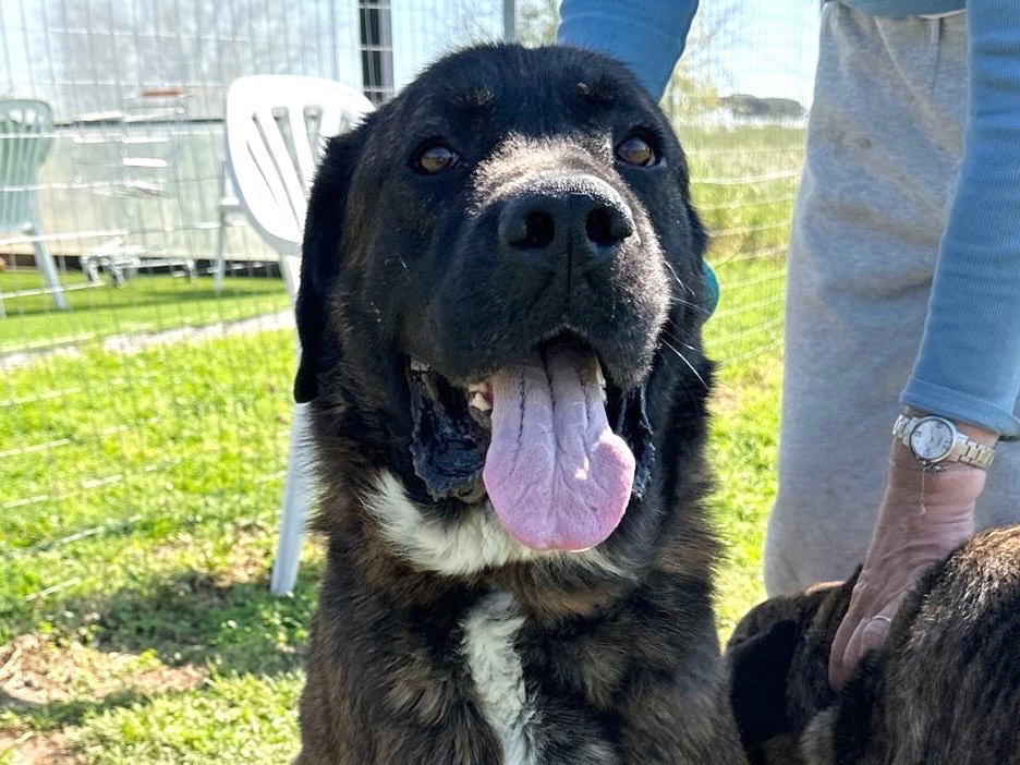 Vuoi adottare un cane a Roma?