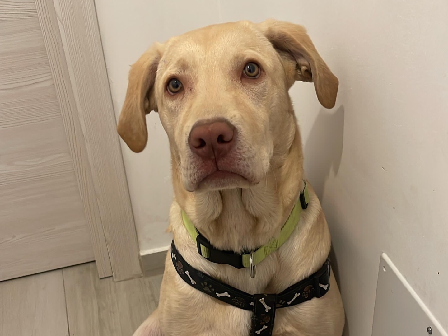 Vuoi adottare un cane a Milano?