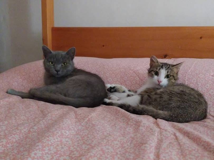 Foto dell'animale