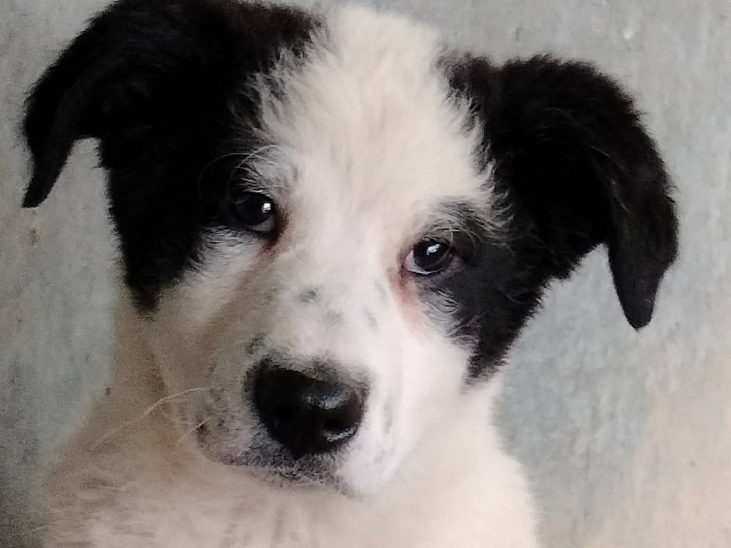 Foto dell'animale